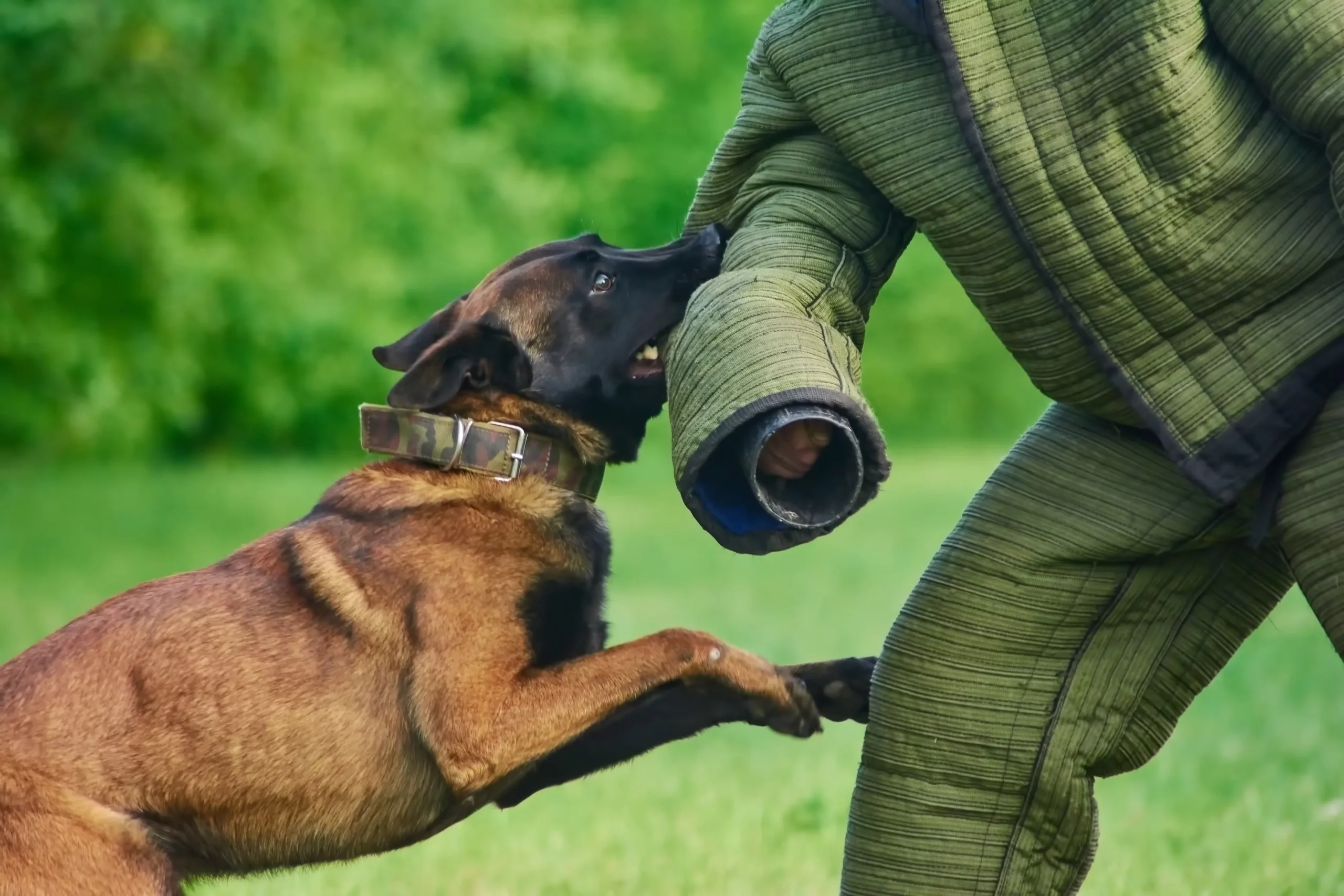 Image related to Dog Attack Prevention: It Begins With Training