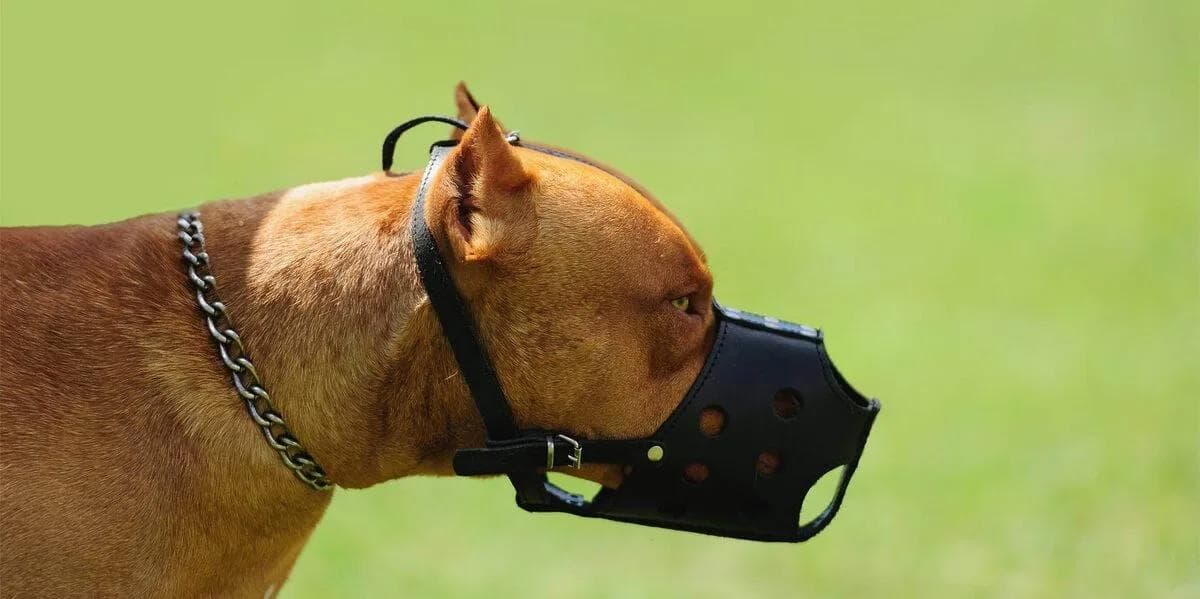 Image related to California Dog Bite Lawyer – Lancaster