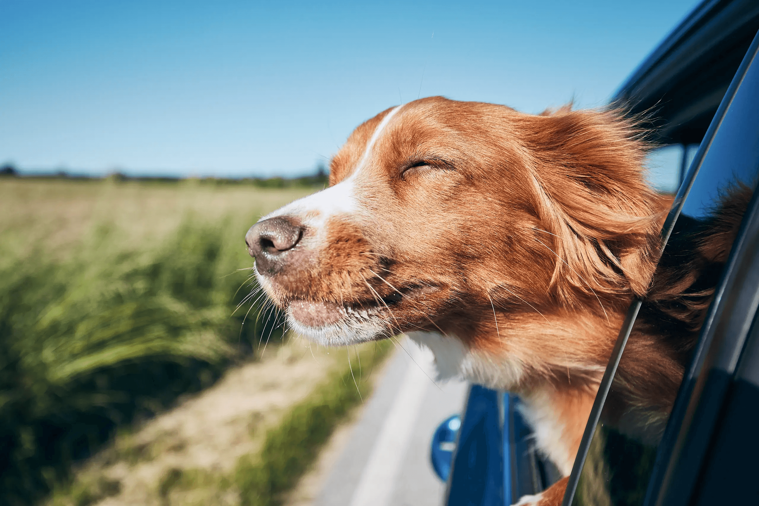 Image related to Dogs in Cars: Understanding California's Dogs in Cars Law