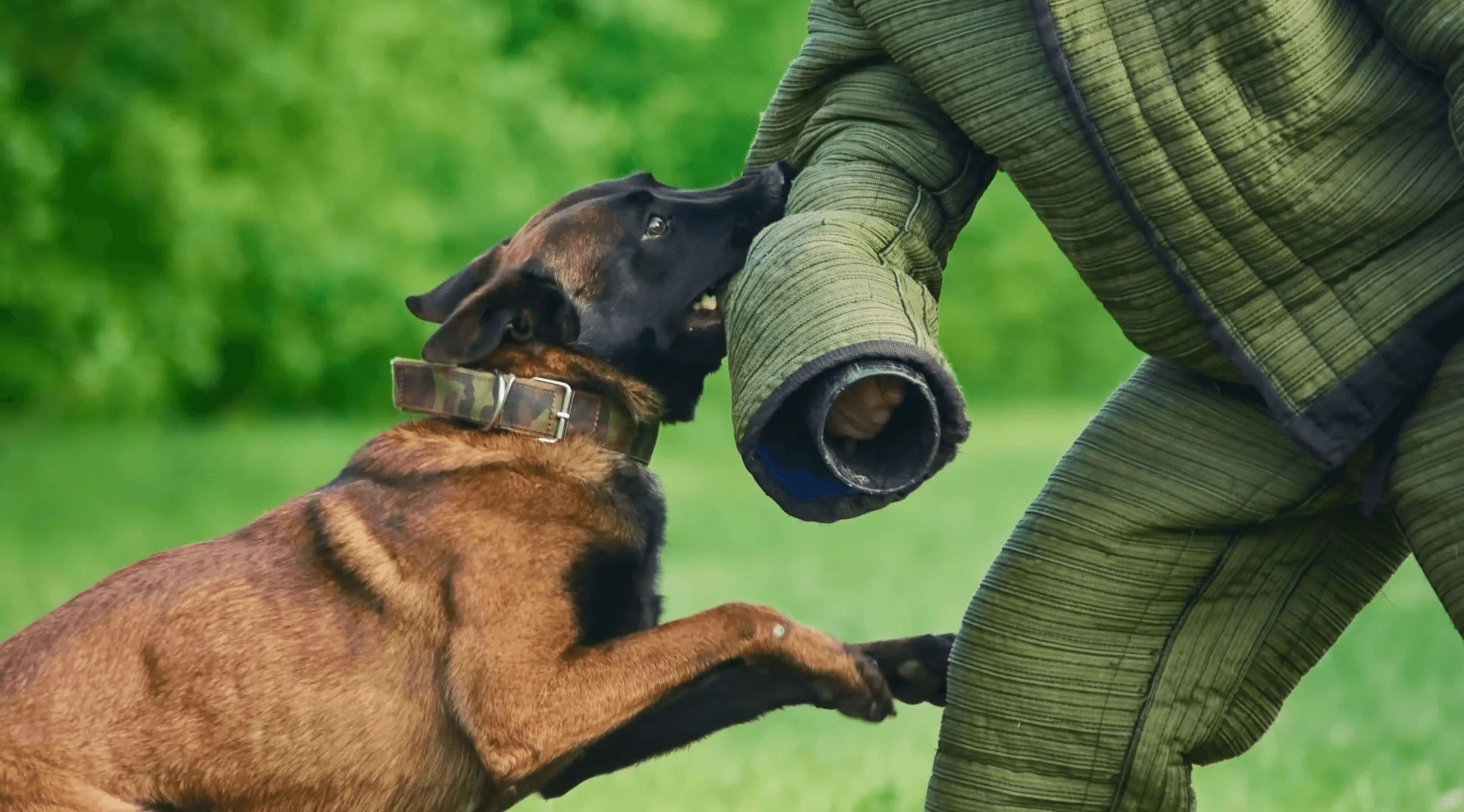 Image related to Dog Attack Prevention: It Begins With Training