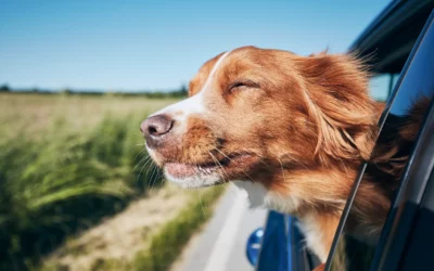 Laws About Dogs in Cars: Understanding the Law in California